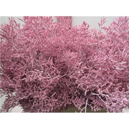 Limonium G Pale Milka c1920