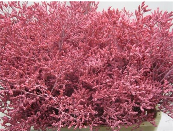 Limonium G Pale Rose c1921