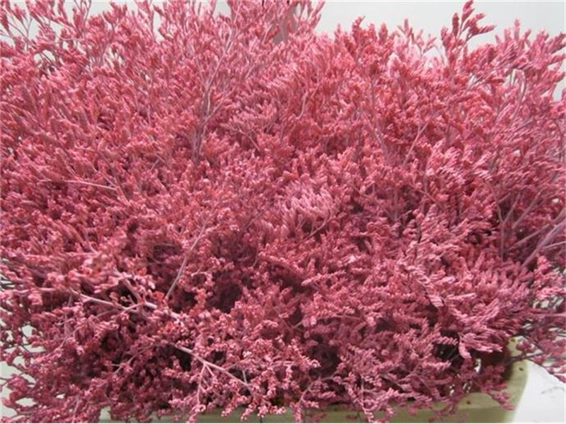 Limonium G Pale Rose c1921