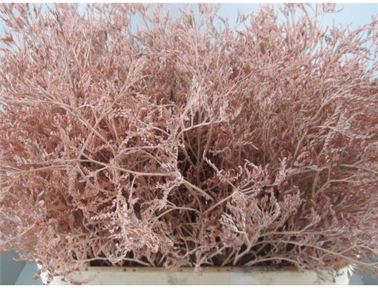 Limonium G Rose c1922