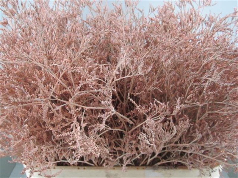 Limonium G Rose c1922