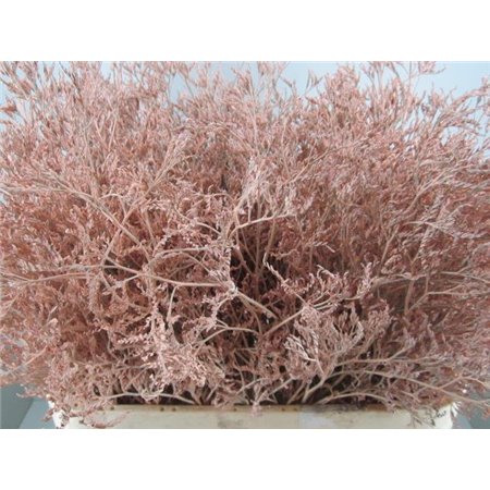Limonium G Rose c1922
