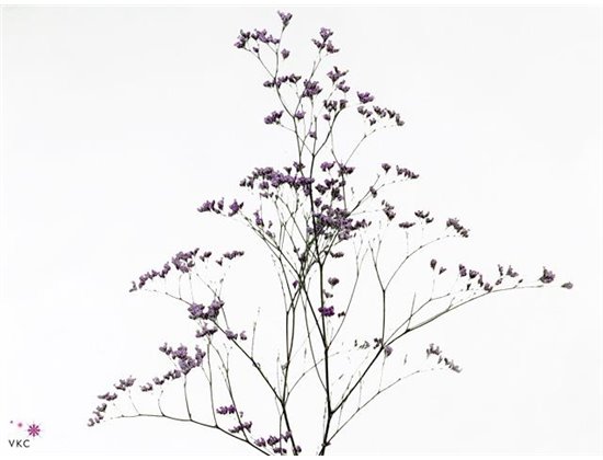 Limonium G Salmon c1923