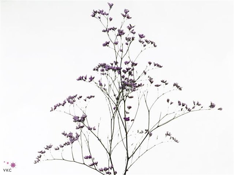 Limonium G Salmon c1923