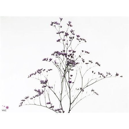 Limonium G Salmon c1923