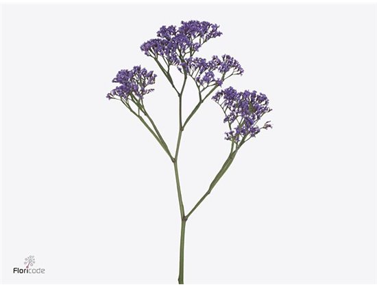 Limonium Maine Blue c1924