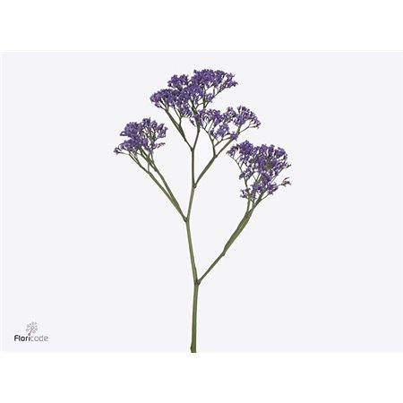 Limonium Maine Blue c1924