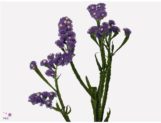 Limonium S Hollands Cryst Dark Blue c1930