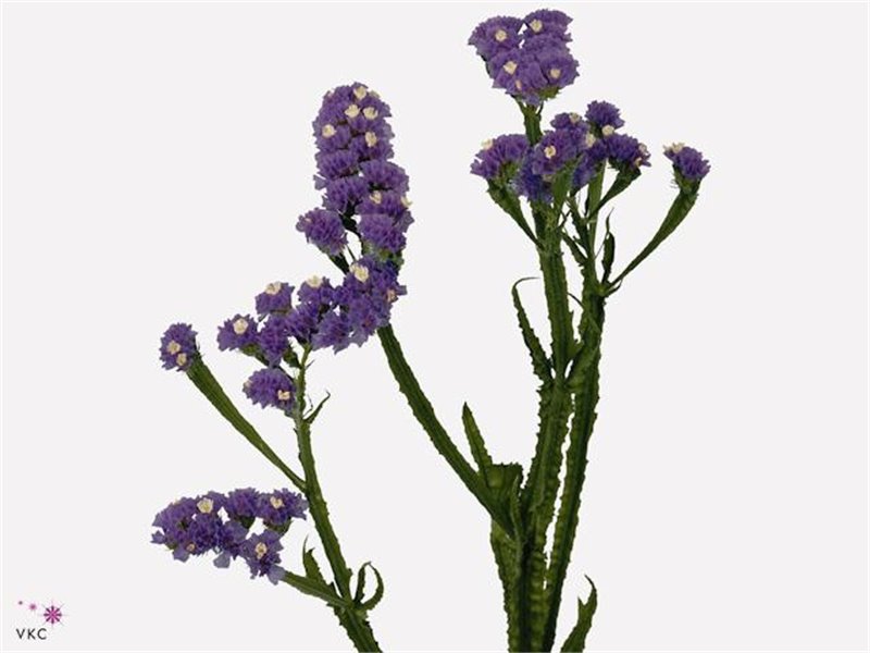Limonium S Hollands Cryst Dark Blue c1930