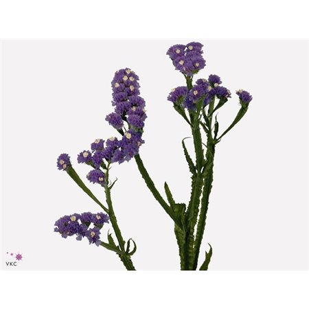 Limonium S Hollands Cryst Dark Blue c1930