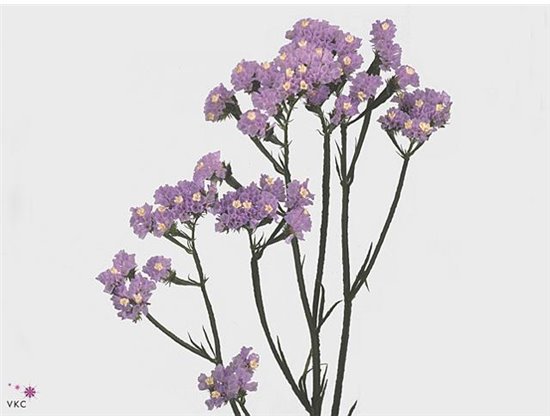 Limonium S Hollands Cryst Dark Blue c1931