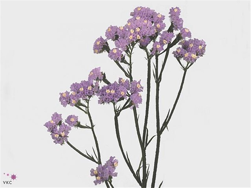 Limonium S Hollands Cryst Dark Blue c1931