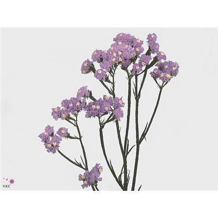 Limonium S Hollands Cryst Dark Blue c1931