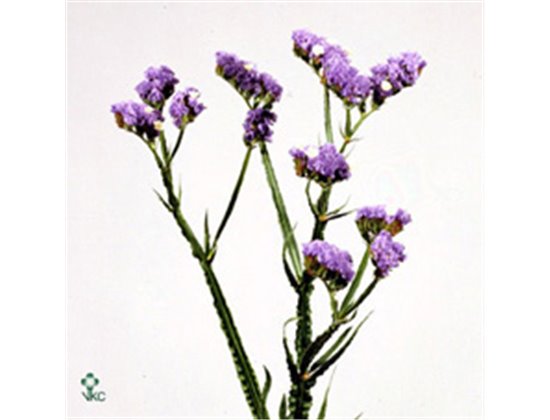 Limonium S Sky Birds c1935
