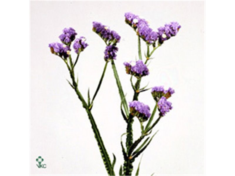 Limonium S Sky Birds c1935