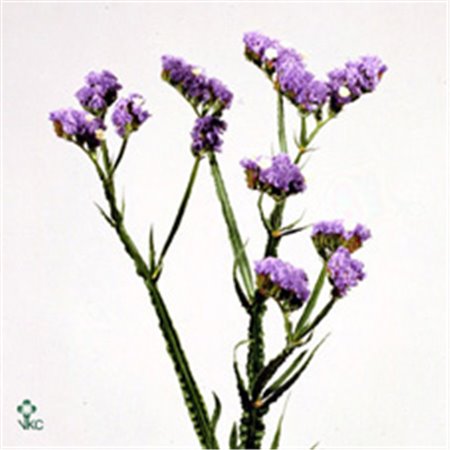 Limonium S Sky Birds c1935