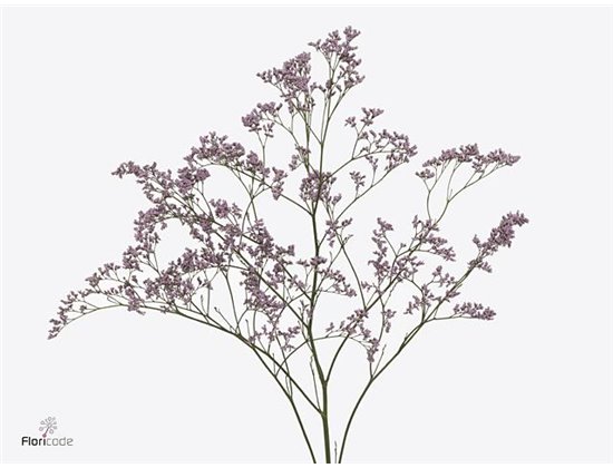 Limonium Saf Lilac c1941