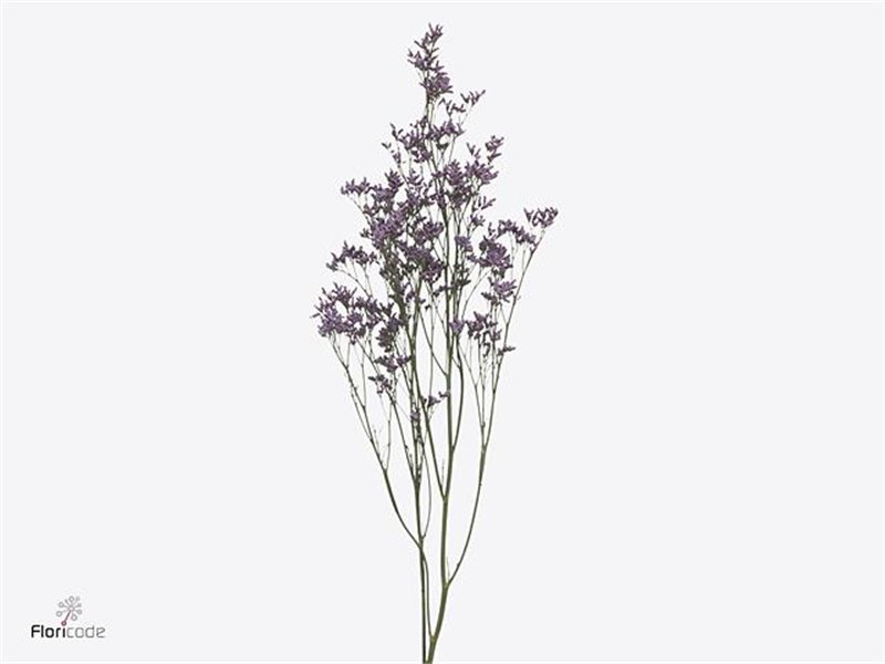 Limonium Saf Oshi Pink c1942