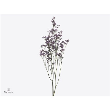 Limonium Saf Oshi Pink c1942