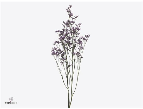 Limonium Saf Pink Sky c1943