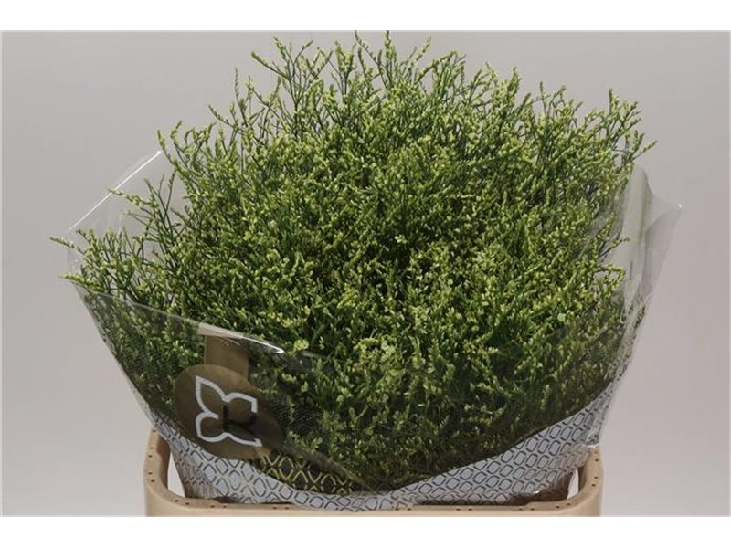 Limonium Saf Pink Sky c1944