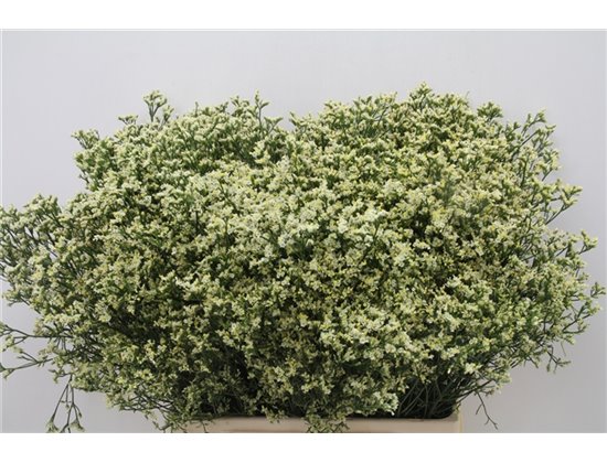 Limonium Sin Senecio Lemonade c1946