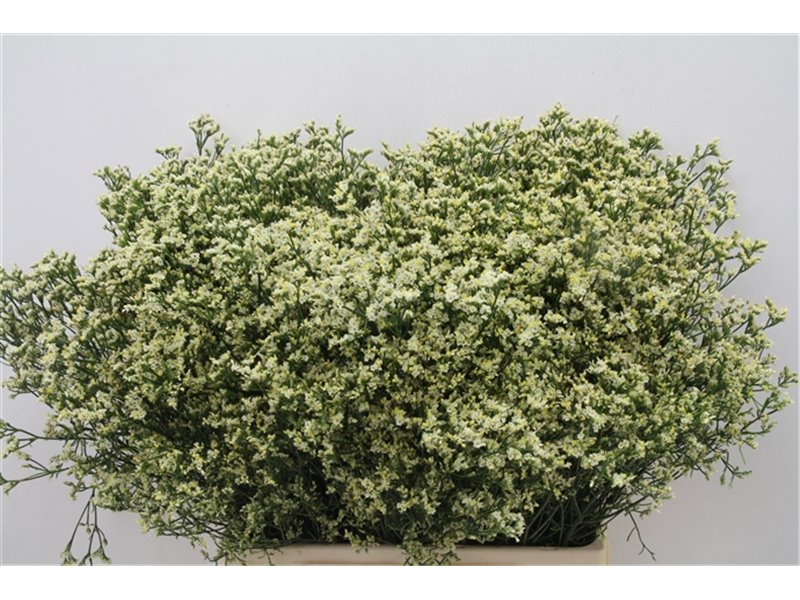 Limonium Sin Senecio Lemonade c1946