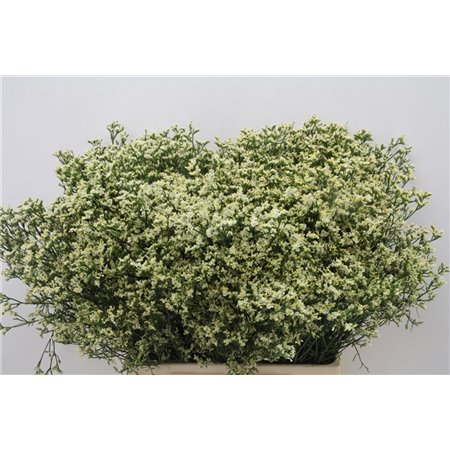 Limonium Sin Senecio Lemonade c1946