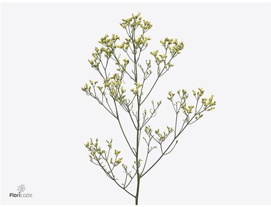 Limonium Sin Sensy Yellow c1948