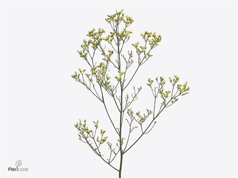 Limonium Sin Sensy Yellow c1948