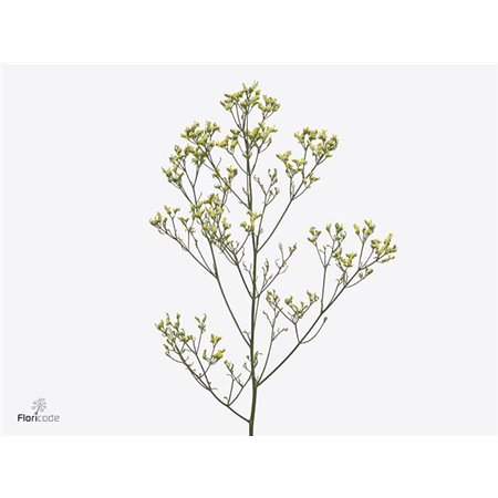 Limonium Sin Sensy Yellow c1948