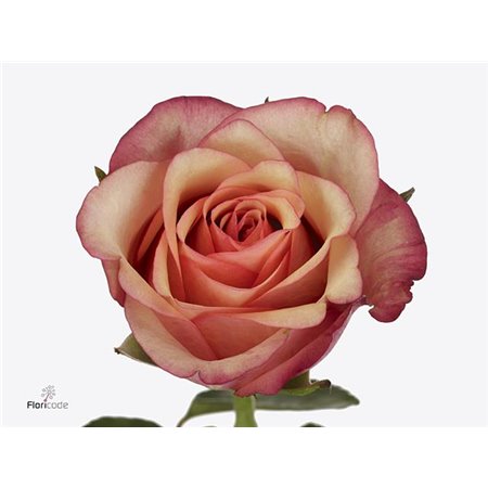 Vrtnica Vi Pink c2553