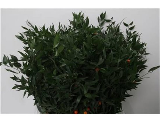 Ruskus 200gr (p. bunch) c3335