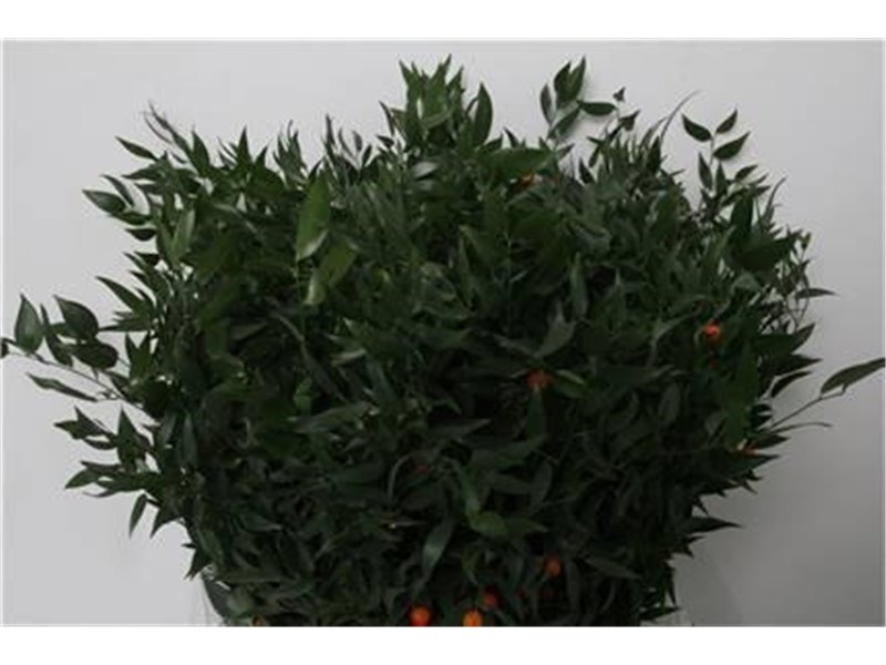 Ruskus 200gr (p. bunch) c3335