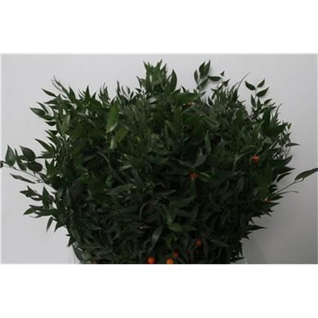 Ruskus 200gr (p. bunch) c3335