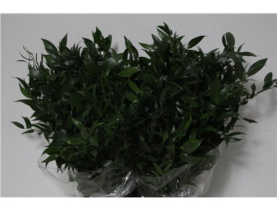 Ruskus 200gr Short (p. bunch) c3336