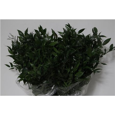 Ruskus 200gr Short (p. bunch) c3336