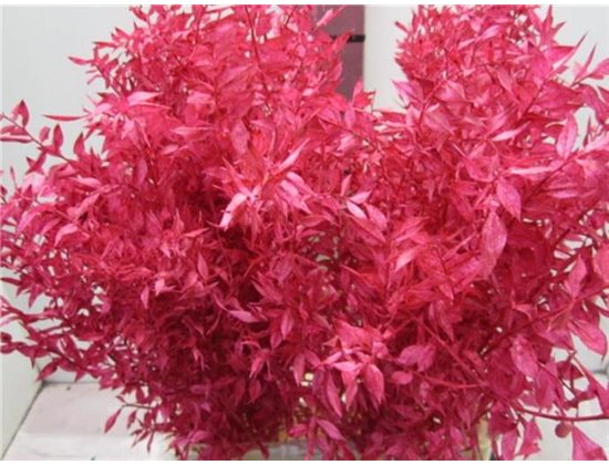 Ruskus A Bleached Cerise c3337