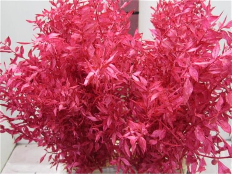 Ruskus A Bleached Cerise c3337