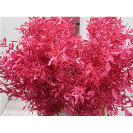 Ruskus A Bleached Cerise c3337