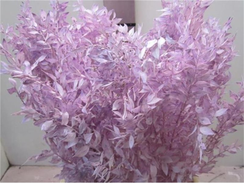 Ruskus A Bleached Cerise c3338