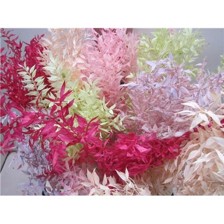 Ruskus A Bleached Milka c3339