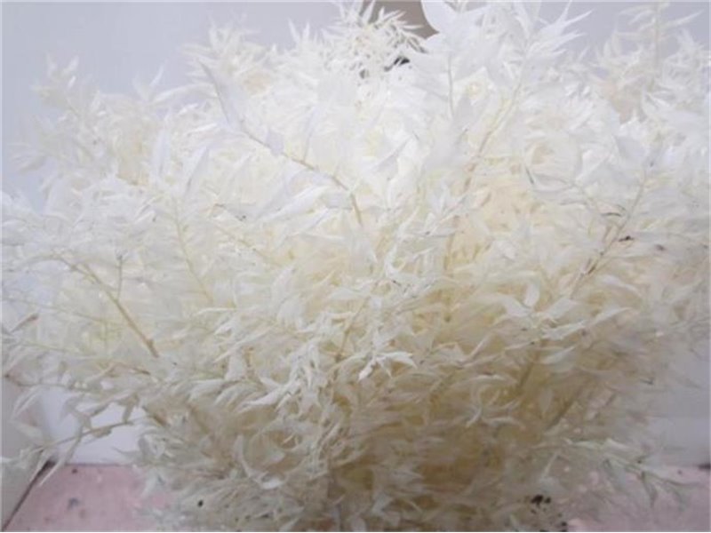 Ruskus A Bleached Mixed c3340