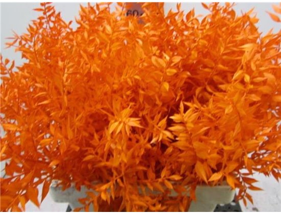 Ruskus A Bleached Natural c3342