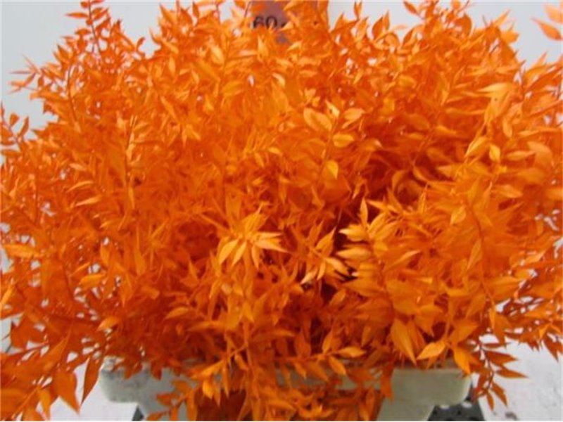 Ruskus A Bleached Natural c3342