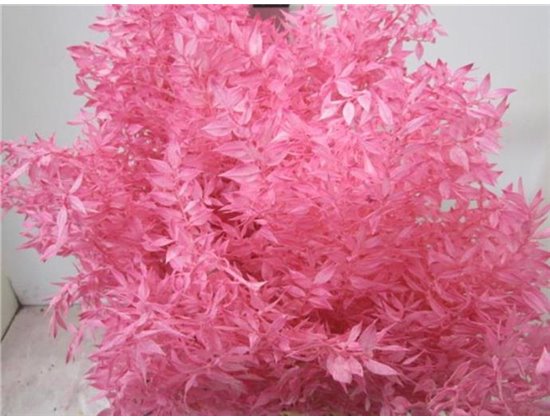 Ruskus A Bleached Pink c3343