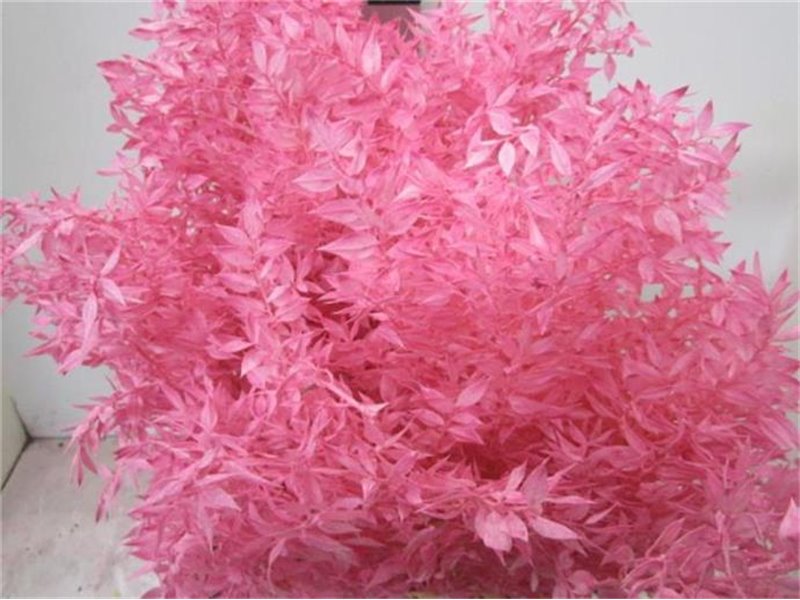 Ruskus A Bleached Pink c3343