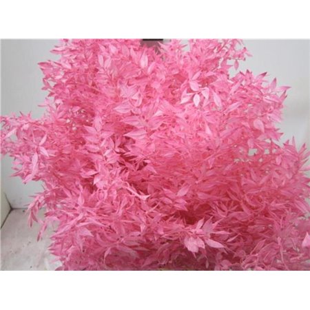 Ruskus A Bleached Pink c3343