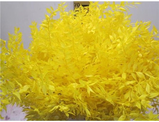 Ruskus A Bleached Yellow c3344