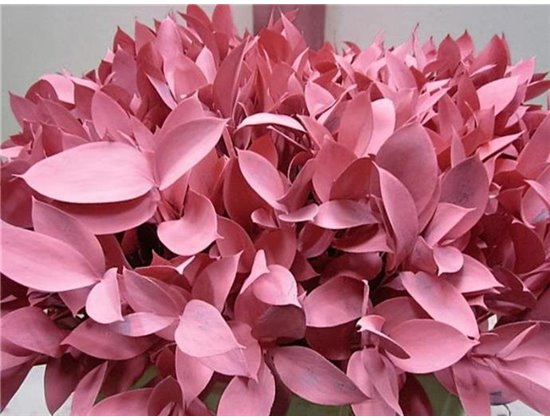 Ruskus G Cerise c3348